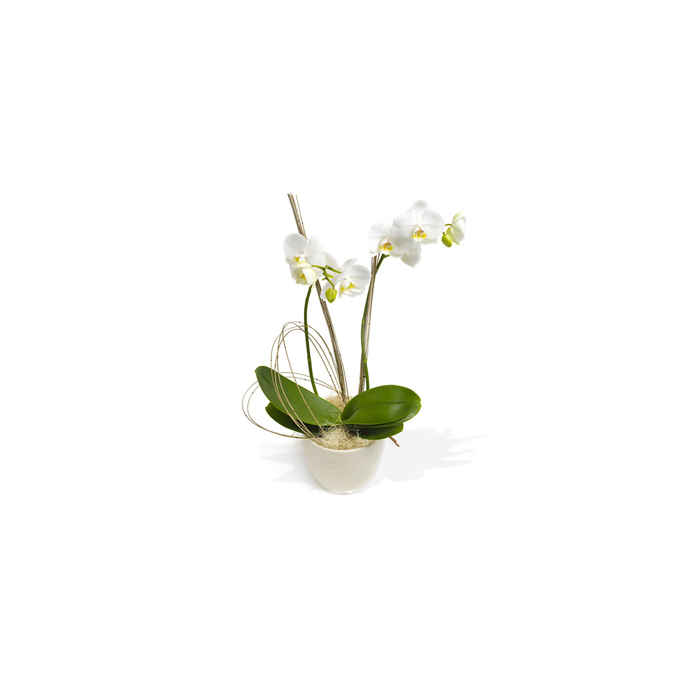 Cserepes Orchidea - Fehér