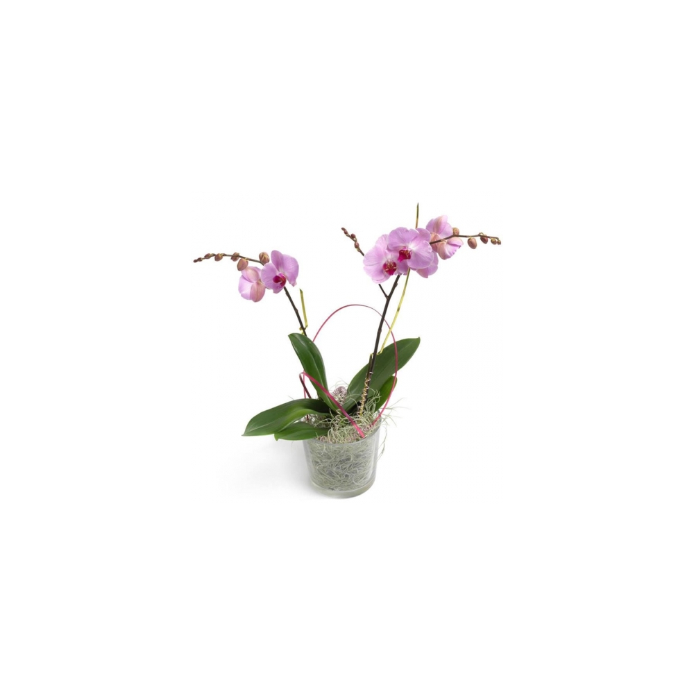Cserepes Orchidea - Rózsaszín